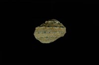 藏品(瘤珠螺)的圖片